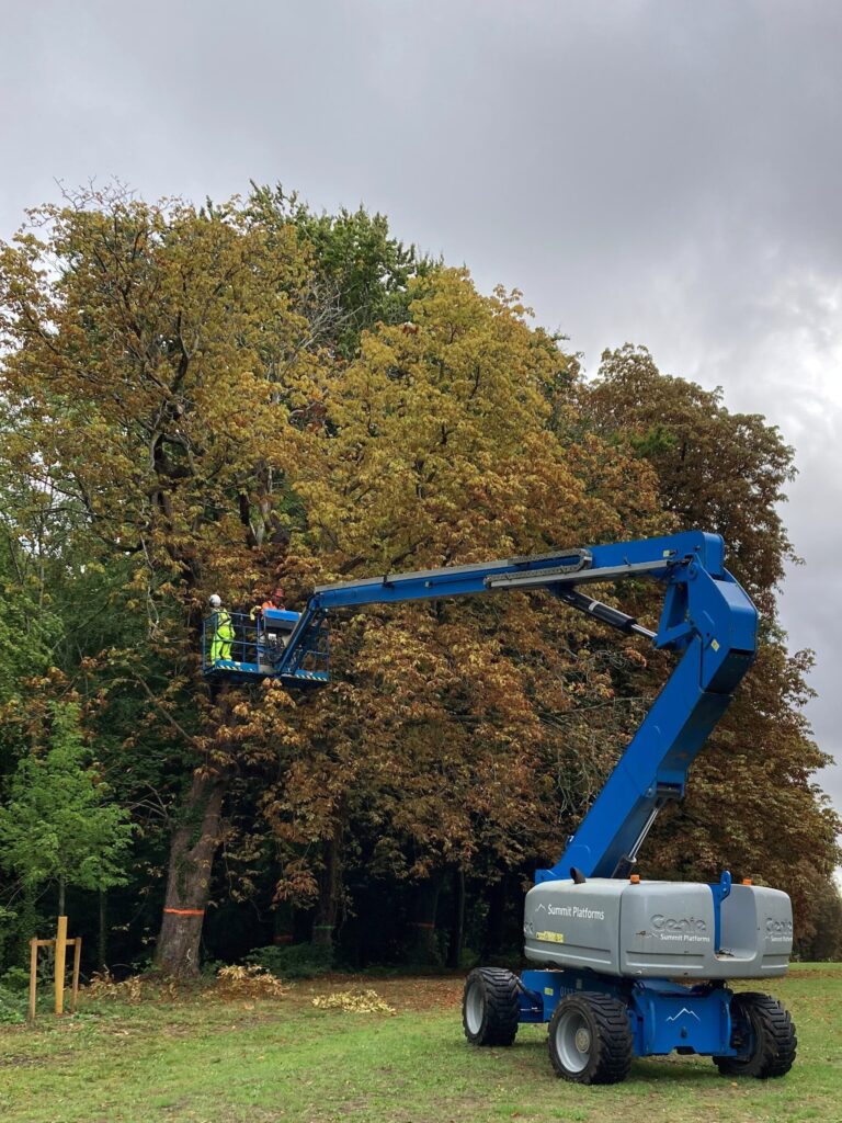 Bat Update - Cirencester Park