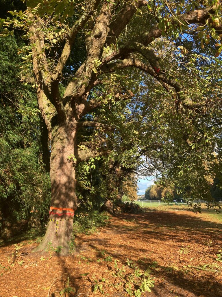 Tree on the broad avenue where a bat was found