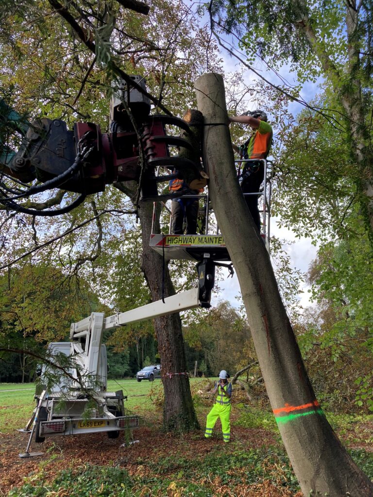roost feature being fitted to a monolith tree