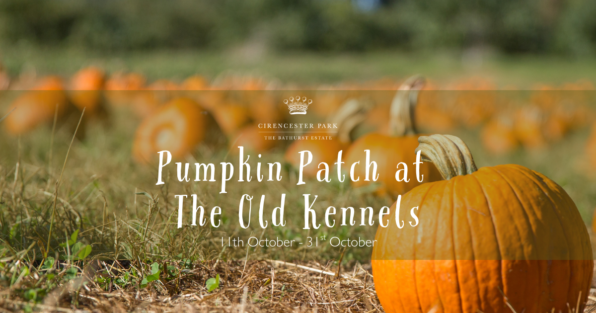 orange pumpkins in a field - pumpkin patch at Cirencester Park