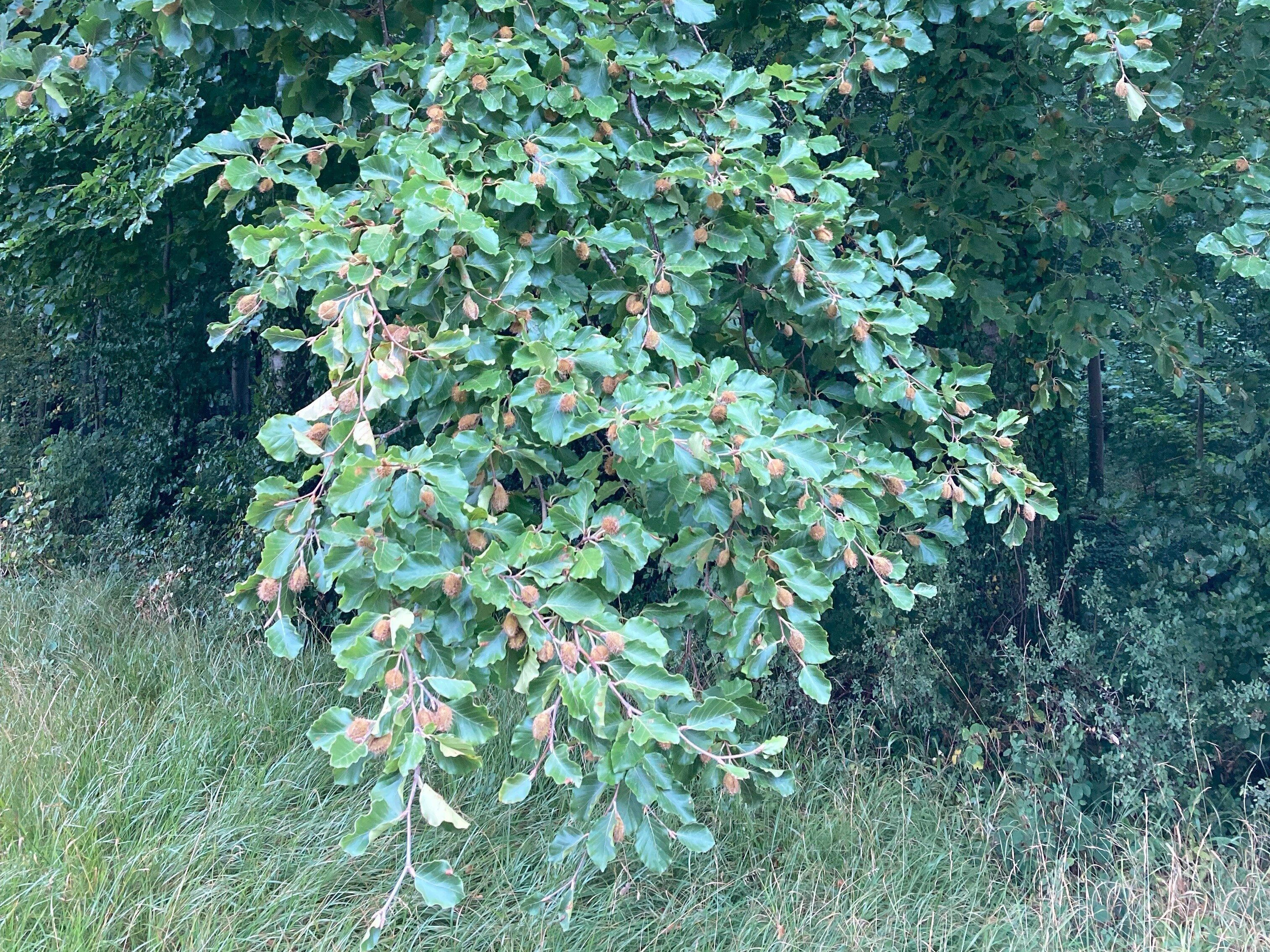 woodland with beech trees and beech tree seed in Cirencester Park