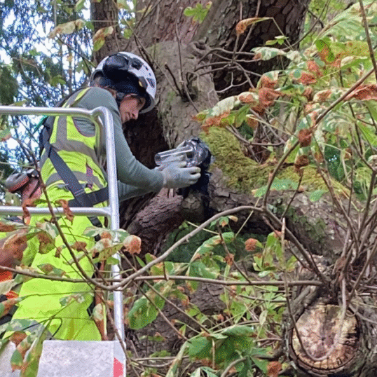 tree being inspected for bats - cirencester park
