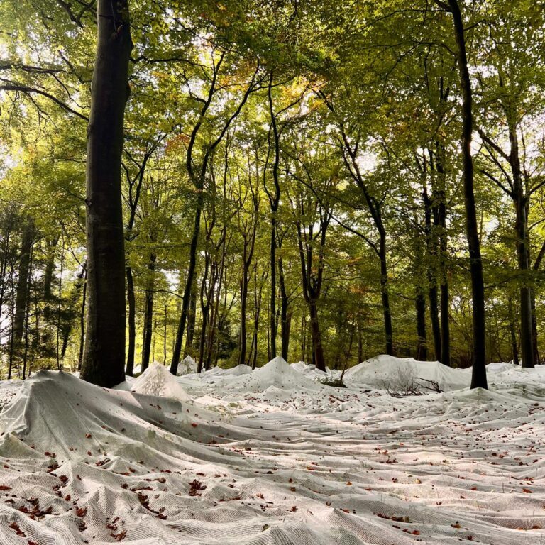 white netting covering woodland floor collecting beech seeds in cirencester park