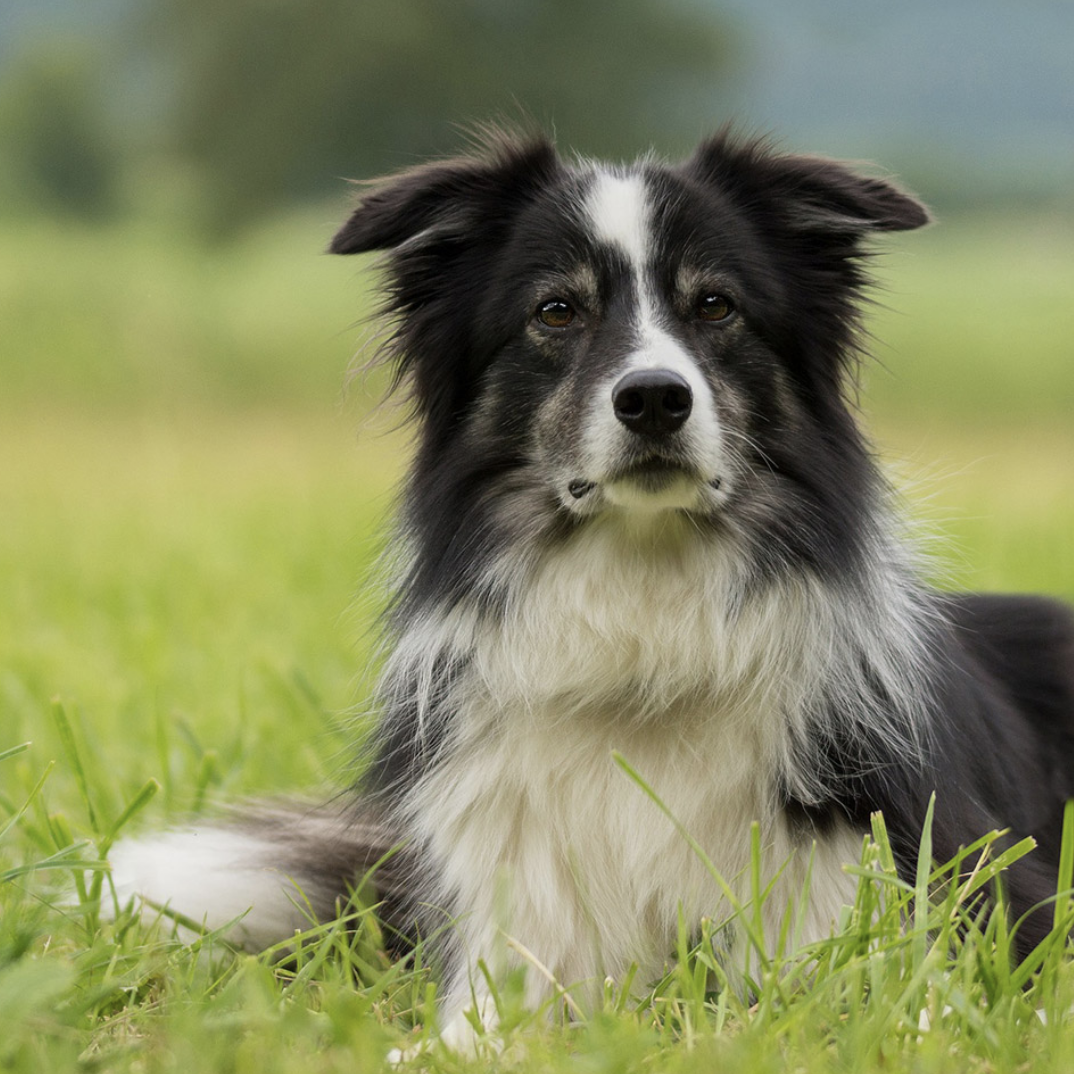 Dog laying down