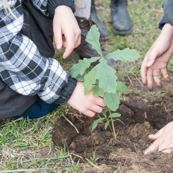 Children,Plant,Trees.,Children,Planted,Oaks.,Landscaping.,To,Plant,A
