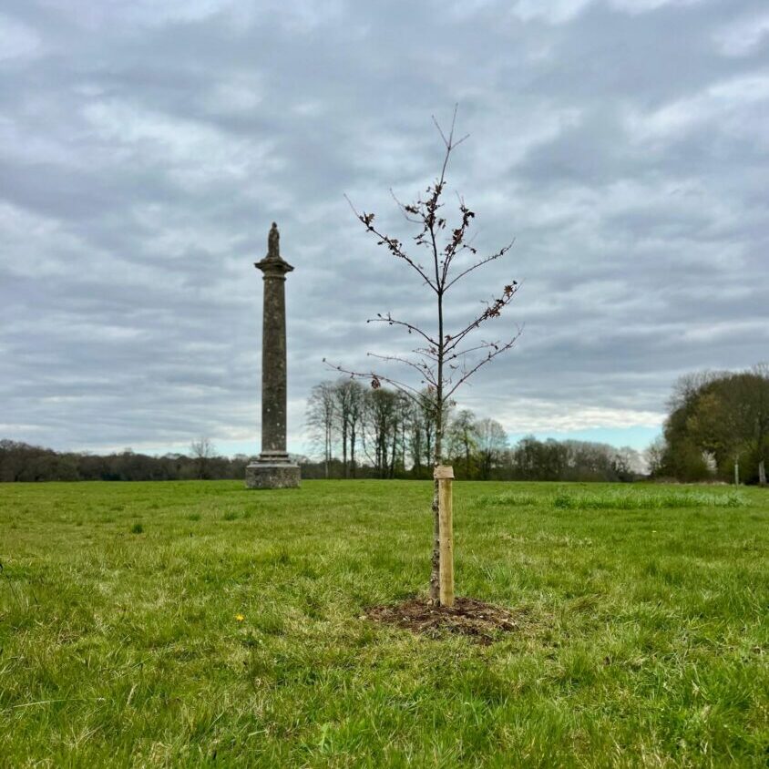 WW2 Oak trees planted in cirencester park against backdrop of Queen Anne.
